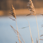 Gras